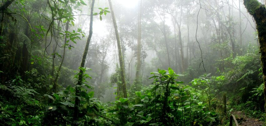 rainforest surrounded by fog